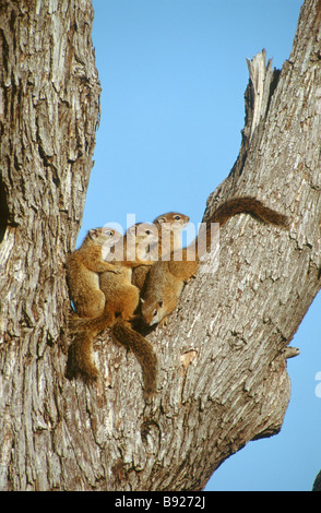 L'écureuil Sciurini arbre perché dans la fourche d'un arbre du Parc National Kruger province du Limpopo, Afrique du Sud Banque D'Images