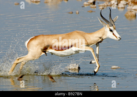 Sprinkbok marsupialus Antidorcas bondir de trou d'Etosha National Park La Namibie Banque D'Images