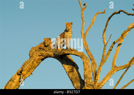 Deux mineurs leopard (Panthera pardus) dans l'arbre mort au soleil couchant Mala Mala Réserve privée province du Mpumalanga Afrique du Sud Banque D'Images