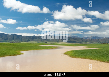 Inondations dans les champs de blé Porterville Grootwinterhoek Province de Western Cape Afrique du Sud Banque D'Images