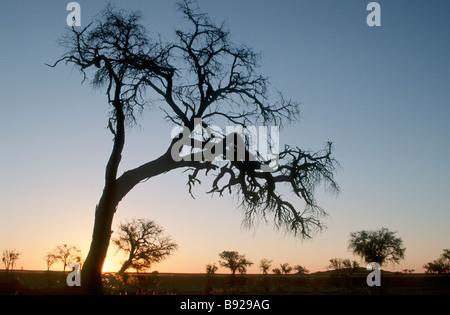 Silhouette d'acacias dans le désert contre le soleil du désert du Namib en Namibie Banque D'Images