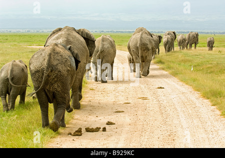Troupeau d'Éléphants Loxodonta marche loin du Parc National d'Amboseli au Kenya Banque D'Images