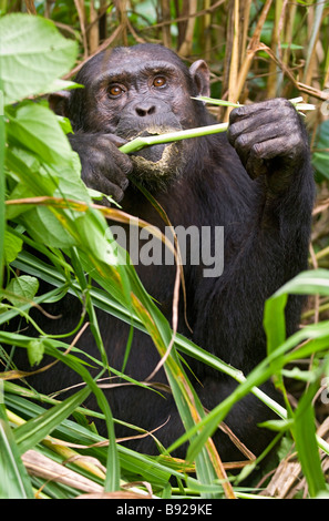 Avis de chimpanzé, Pan troglodytes manger Mahale Mountains National Park en Tanzanie Banque D'Images