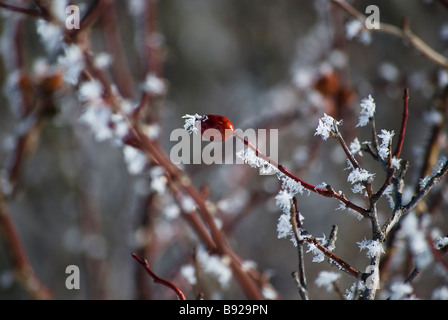 Rosa Canina en hiver Banque D'Images