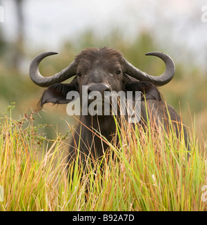 Portrait Syncerus caffer buffle femelle Delta de l'Okavango au Botswana Banque D'Images