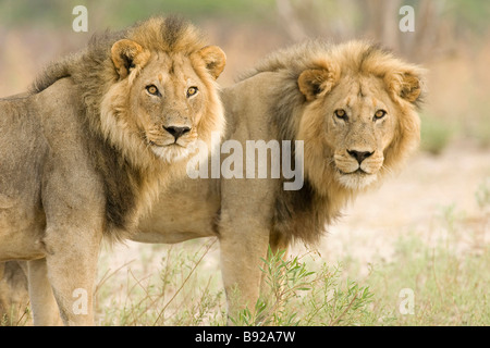 Coalition des lions mâles territoriaux Panthera leo en patrouille Delta de l'Okavango au Botswana Banque D'Images