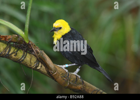 Yellow-Hooded on twig Blackbird Agelaius / icterocephalus Banque D'Images