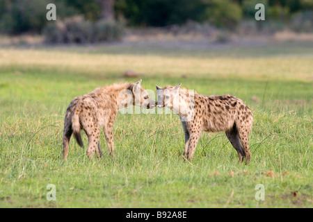 Hyena Crocuta crocuta subadultes en concurrence avec une plume Delta de l'Okavango au Botswana Banque D'Images