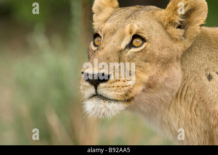 Lionne Panthera leo sur le haut dans tree Delta de l'Okavango au Botswana Banque D'Images