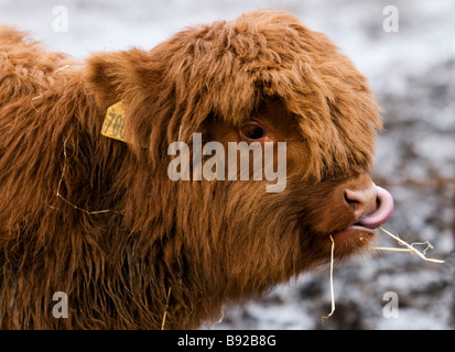 Jeune veau Highland cattle coller sa longue langue rose dans le nez du profil Banque D'Images