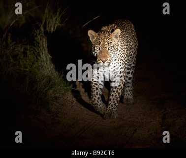 Leopard sur le vagabondage de nuit Elephant Plains Sabi Sands Conservancy province du Mpumalanga Afrique du Sud Banque D'Images