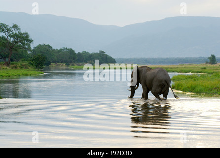 Grand mâle elephant (Loxodonta Africana) traverse le fleuve Zambèze à partir de la Zambie au Zimbabwe. Mana Pools National Park, Mashonal Banque D'Images