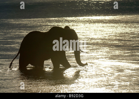 Grand mâle elephant (Loxodonta Africana) traverse le fleuve Zambèze à partir de la Zambie au Zimbabwe, Mana Pools National Park, Mashonal Banque D'Images