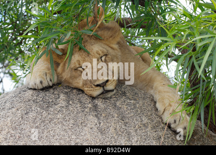 Jeune lion Panthera leo cub prend un instants reste à l'ombre du Parc de l'Antilope d'Afrique Zimbabwe Gweru Midlands Banque D'Images