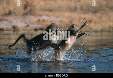 Deux babouins Chacma Papio ursinus éclaboussures sur l'eau en Afrique Botswana Delta de l'Okavango Banque D'Images