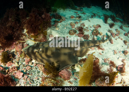 Poisson-guitare bagués Zapteryx exasperata un type de Shark Island San Benito Baja California au Mexique Banque D'Images