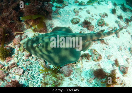 Poisson-guitare bagués Zapteryx exasperata un type de Shark Island San Benito Baja California au Mexique Banque D'Images