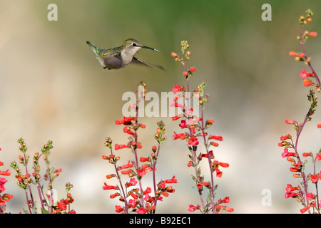 Hummingbird Calypte costae Costa s Tucson ARIZONA United States 14 mars femelle adulte Trochilidae Banque D'Images