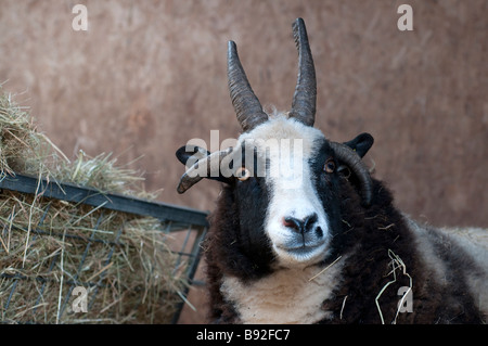 Un mouton Jacob dans le stylo Banque D'Images