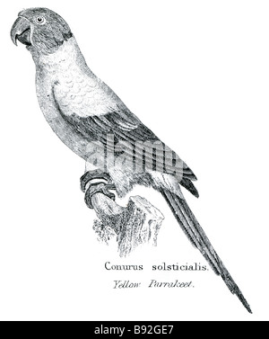 Conurus solsticialis parrakeet le soleil jaune ou Perruche Conure Soleil (Aratinga solstitialis) est une image aux couleurs vives Banque D'Images