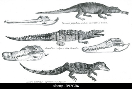 Gavialis crocodilia, gangeticas ou gavial crocodile indien, crocodilus vulgaris crocodile du Nil, jacare scelerops croc à lunettes Banque D'Images