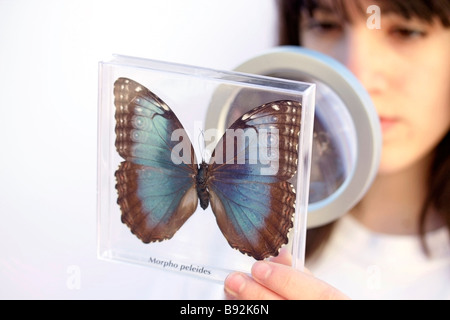 Regarder un papillon. Morpho peleides Banque D'Images