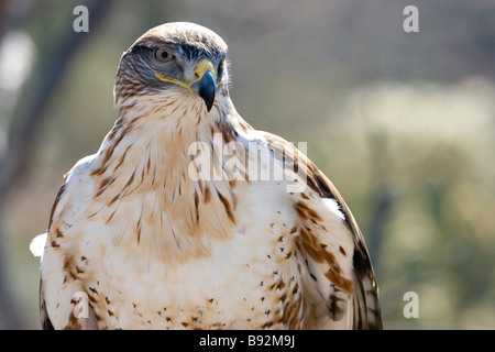 Portrait de la Buse rouilleuse Buteo regalis Banque D'Images