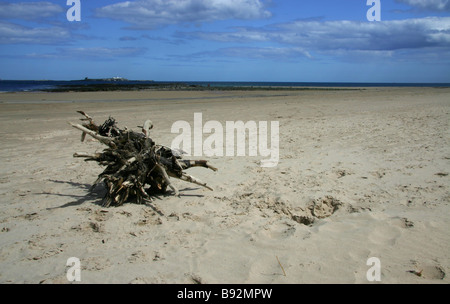 Driftwood à plage de Bamburgh, Northumberland Banque D'Images