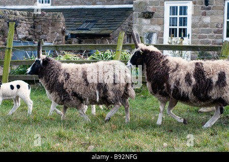 Jacob Moutons et agneaux court dans la prairie Banque D'Images
