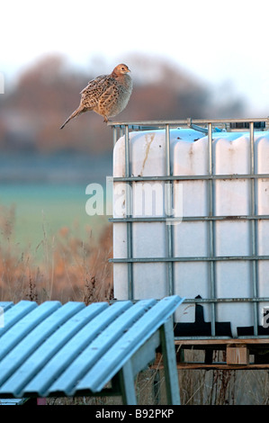 Faisan de Colchide Phasianus colchicus, commune, femme debout sur le conteneur de grains, Kent, en Angleterre, hiver. Banque D'Images