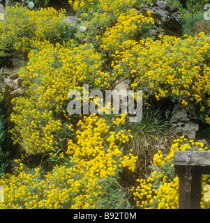 Rocaille avec de l'or alyssum Alyssum / sxatile Banque D'Images