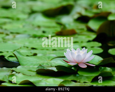 Water Lily avec leafs (Nymphaea alba) Banque D'Images