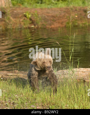 Secouer l'ours grizzli l'eau après avoir pris un bain dans un étang peu profond Banque D'Images