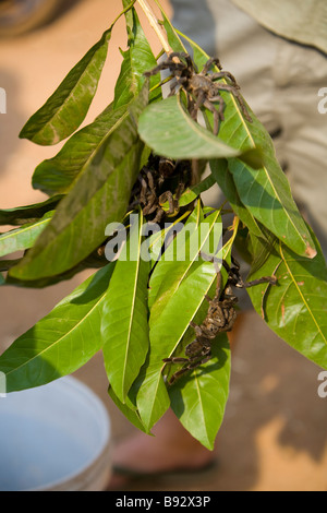 Les araignées à vendre à Skuom marché sur la route de Phnom Penh, Cambodge Banque D'Images