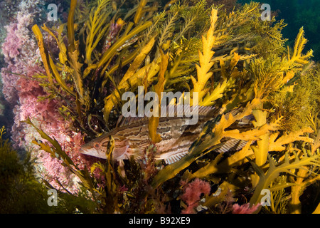 Heterostichus Kelpfish géant rostratus San Benito Island Baja California au Mexique Banque D'Images