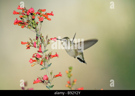 Hummingbird Calypte costae Costa s Tucson ARIZONA United States 14 mars femelle adulte Trochilidae Banque D'Images