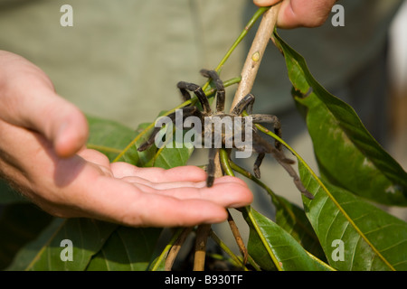 Les araignées à vendre à Skuom marché sur la route de Phnom Penh, Cambodge Banque D'Images