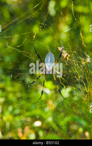 Pattes rouge golden orb spider web (nephila inaurata) La Réunion France | Seidenspinne (nephila inaurata), la Réunion, Frankreich Banque D'Images