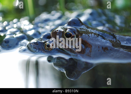 Pendant la saison de reproduction des grenouilles Banque D'Images