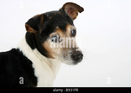 Jack Russell Terrier tricolore de 13 ans handicapés aveugles Banque D'Images