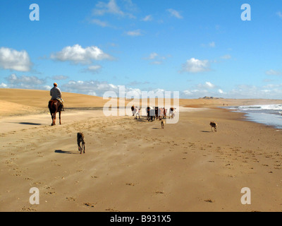 Le paysan l'exécution avec le bétail le long de la plage de Cabo Polonio côte, Uruguay, Amérique du Sud. Banque D'Images