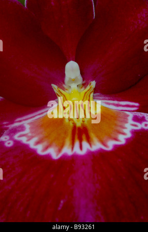 Close up detail verticale de maroon miltonia orchidée fleur Banque D'Images