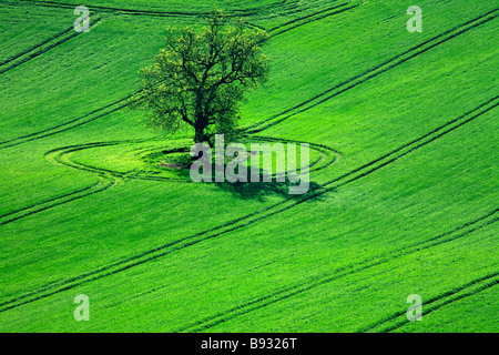 Un arbre solitaire au milieu d'un champ arable Banque D'Images