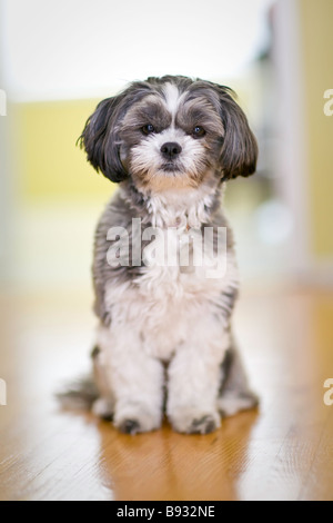 Portrait d'une femelle chih Tzu Maltais chien, assis. Banque D'Images