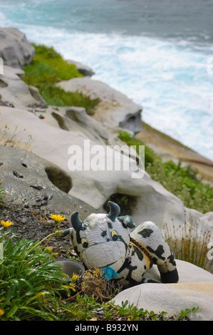 Un joli jouet vache laineux jeter sur le côté des rochers à l'océan Banque D'Images