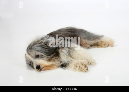 Bearded Collie 11 ans Banque D'Images