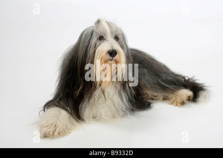 Bearded Collie 11 ans Banque D'Images