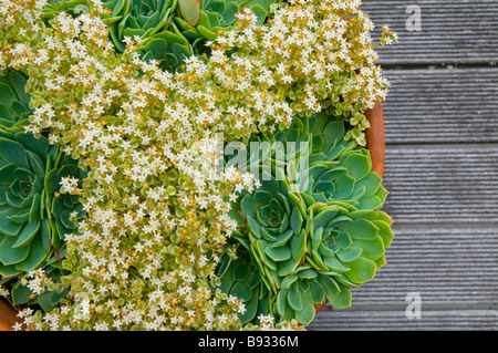 Les succulentes joliment disposées dans un pot en terre cuite Banque D'Images