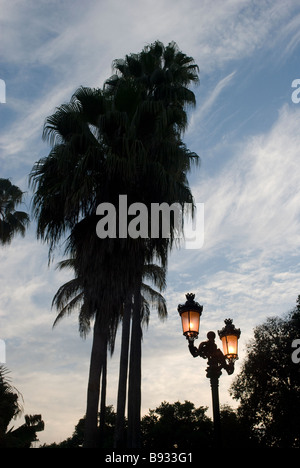 Les arbres en ville à Cosala, l'État de Sinaloa, Mexique. Banque D'Images