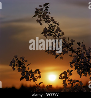 Pommier en fleurs au coucher du soleil. L'Altaï, Sibérie, Russie Banque D'Images